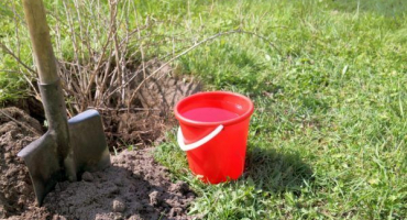 Pravidla pro přesazování rybízu na podzim